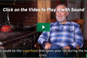 The Lost Super Foods